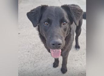 Lugano ein toller Familienhund