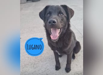 Lugano ein toller Familienhund