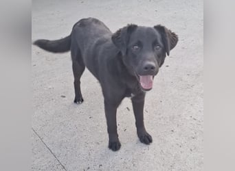 Lugano ein toller Familienhund