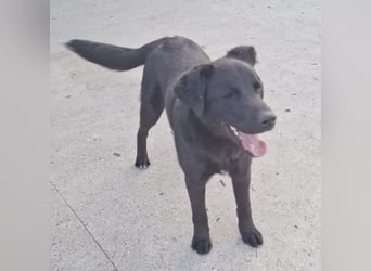 Lugano ein toller Familienhund