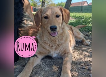 Ruma eine sanfte Hündin braucht Liebe