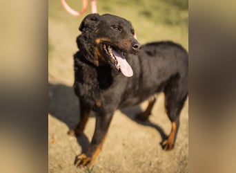 Ares ein absoluter Schatz