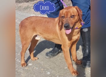 Chiko ein Menschen liebender
