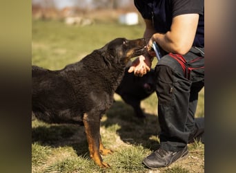 Ares ein absoluter Schatz