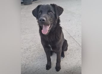 Lugano ein toller Familienhund