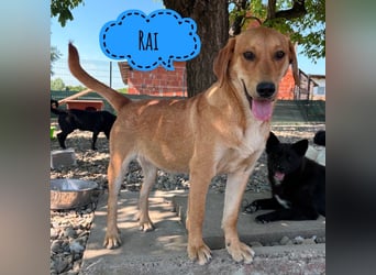 Rai ein absoluter Familienhund