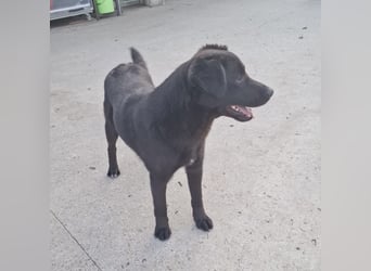 Lugano ein toller Familienhund