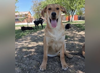Rai ein absoluter Familienhund