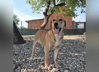 Rai ein absoluter Familienhund
