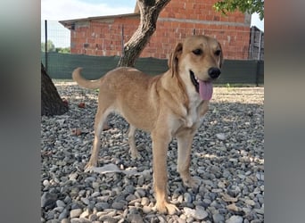 Rai ein absoluter Familienhund