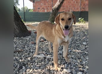 Rai ein absoluter Familienhund