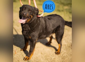 Ares ein absoluter Schatz