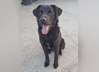 Lugano ein toller Familienhund