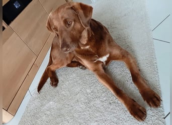 Full - SOS - Dringend neues Zuhause oder Pflegestelle gesucht - Das Leben ist nicht immer fair