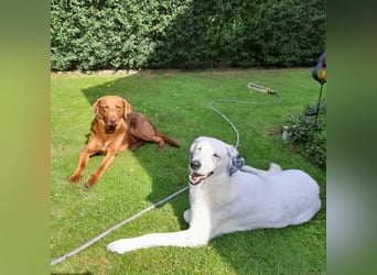 Full - SOS - Dringend neues Zuhause oder Pflegestelle gesucht - Das Leben ist nicht immer fair