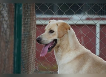 Tyler - fröhlicher Labrador auf Entdeckungstour