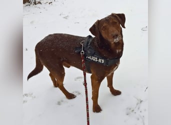 Full - SOS - Dringend neues Zuhause oder Pflegestelle gesucht - Das Leben ist nicht immer fair