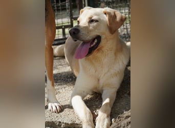 Tyler - fröhlicher Labrador auf Entdeckungstour
