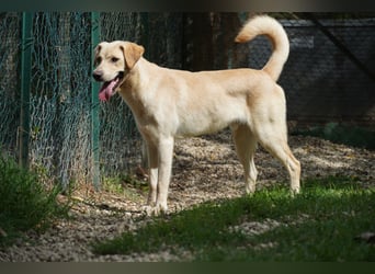 Tyler - fröhlicher Labrador auf Entdeckungstour
