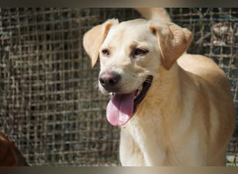 Tyler - fröhlicher Labrador auf Entdeckungstour