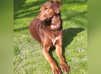 Full - SOS - Dringend neues Zuhause oder Pflegestelle gesucht - Das Leben ist nicht immer fair