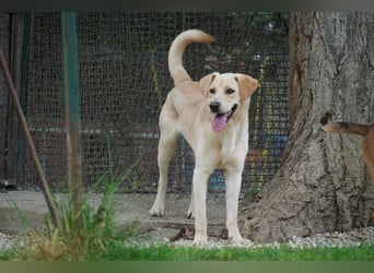 Tyler - fröhlicher Labrador auf Entdeckungstour