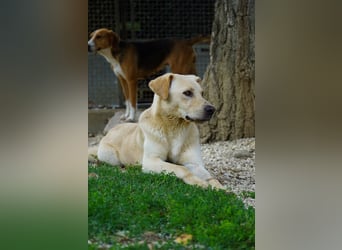 Tyler - fröhlicher Labrador auf Entdeckungstour
