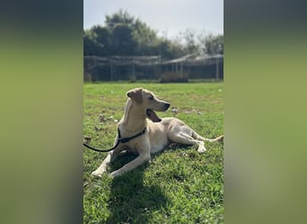 Tyler - fröhlicher Labrador auf Entdeckungstour