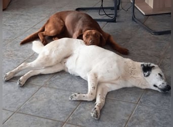 Full - SOS - Dringend neues Zuhause oder Pflegestelle gesucht - Das Leben ist nicht immer fair