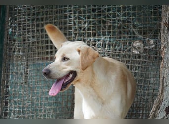Tyler - fröhlicher Labrador auf Entdeckungstour