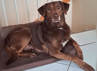 Full - SOS - Dringend neues Zuhause oder Pflegestelle gesucht - Das Leben ist nicht immer fair