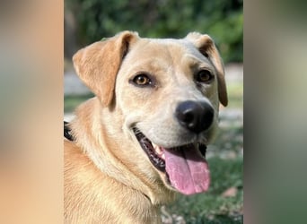 Tyler - fröhlicher Labrador auf Entdeckungstour