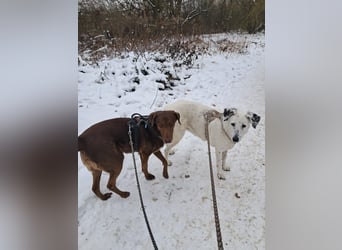 Full - SOS - Dringend neues Zuhause oder Pflegestelle gesucht - Das Leben ist nicht immer fair