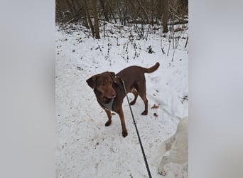 Full - SOS - Dringend neues Zuhause oder Pflegestelle gesucht - Das Leben ist nicht immer fair