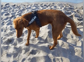 Full - SOS - Dringend neues Zuhause oder Pflegestelle gesucht - Das Leben ist nicht immer fair