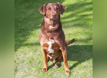 Full - SOS - Dringend neues Zuhause oder Pflegestelle gesucht - Das Leben ist nicht immer fair