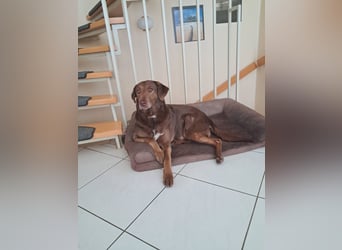 Full - SOS - Dringend neues Zuhause oder Pflegestelle gesucht - Das Leben ist nicht immer fair