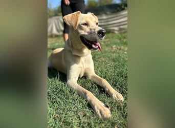 Tyler - fröhlicher Labrador auf Entdeckungstour