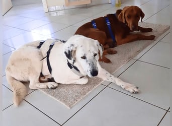 Full - SOS - Dringend neues Zuhause oder Pflegestelle gesucht - Das Leben ist nicht immer fair