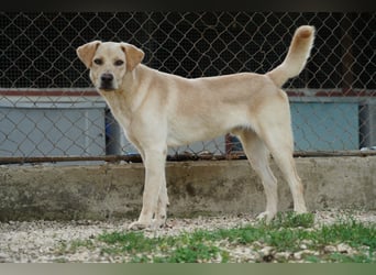 Tyler - fröhlicher Labrador auf Entdeckungstour