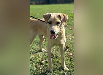 Tyler - fröhlicher Labrador auf Entdeckungstour