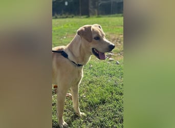 Tyler - fröhlicher Labrador auf Entdeckungstour