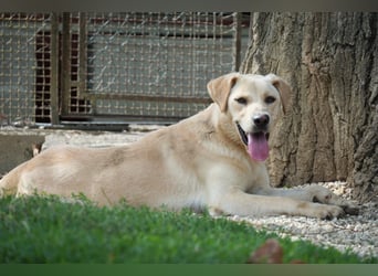 Tyler - fröhlicher Labrador auf Entdeckungstour