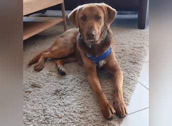 Full - SOS - Dringend neues Zuhause oder Pflegestelle gesucht - Das Leben ist nicht immer fair