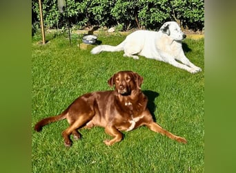 Full - SOS - Dringend neues Zuhause oder Pflegestelle gesucht - Das Leben ist nicht immer fair