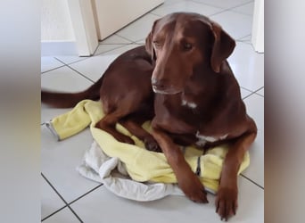 Full - SOS - Dringend neues Zuhause oder Pflegestelle gesucht - Das Leben ist nicht immer fair