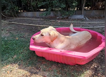 Tyler - fröhlicher Labrador auf Entdeckungstour