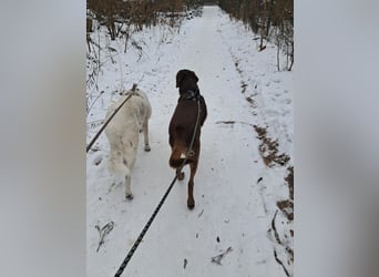 Full - SOS - Dringend neues Zuhause oder Pflegestelle gesucht - Das Leben ist nicht immer fair