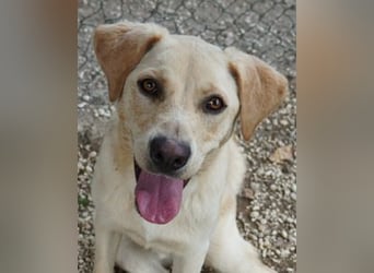Tyler - fröhlicher Labrador auf Entdeckungstour