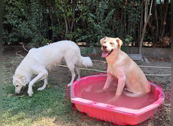 Tyler - fröhlicher Labrador auf Entdeckungstour
